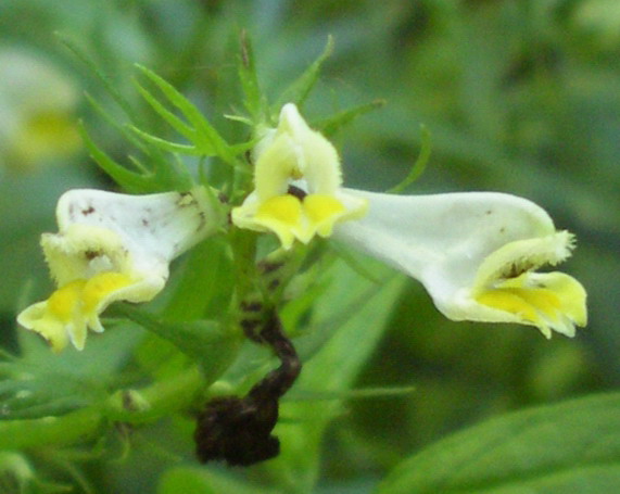 Melampyrum sp