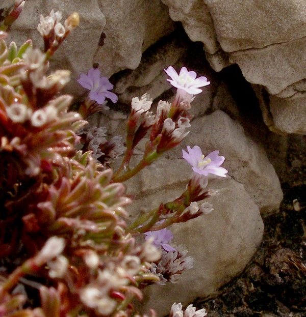 Limonium sp.