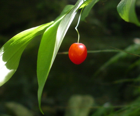 Piantina a frutti rossi - Streptopus amplexifolius