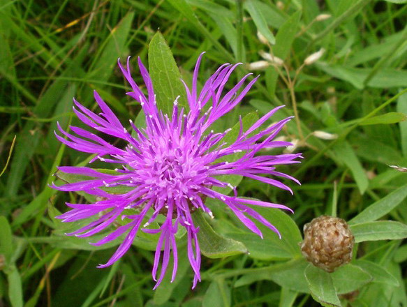 Centaurea jacea aggr.