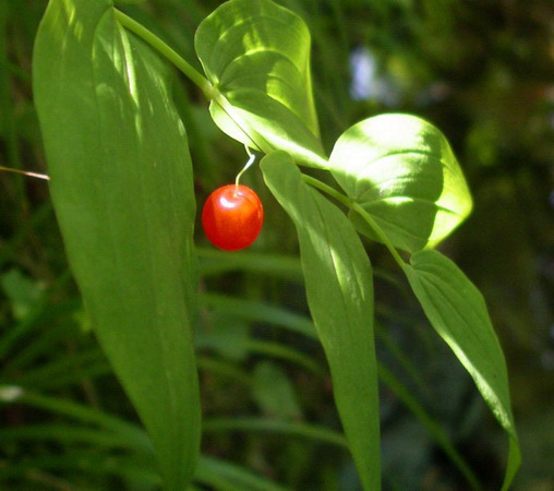 Piantina a frutti rossi - Streptopus amplexifolius