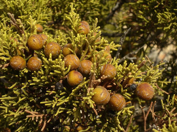 Juniperus phoenicea - Ginepro fenicio