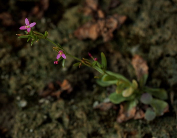 Centaurium erythraea a fiori tetrameri