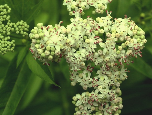 Sambucus ebulus