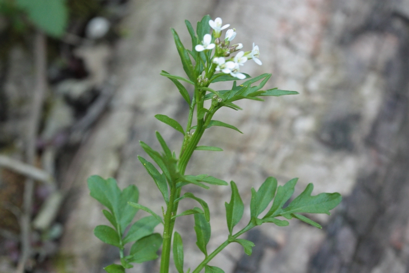 Cardamine hirsuta / Billeri primaticcio