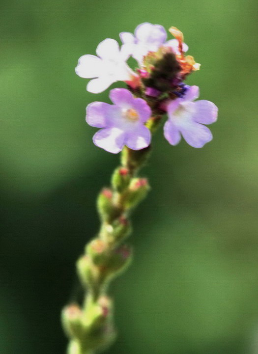 Verbena officinalis