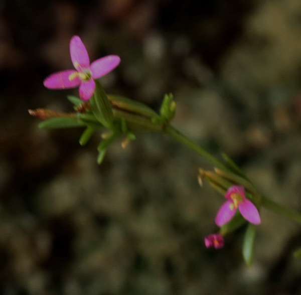 Centaurium erythraea a fiori tetrameri