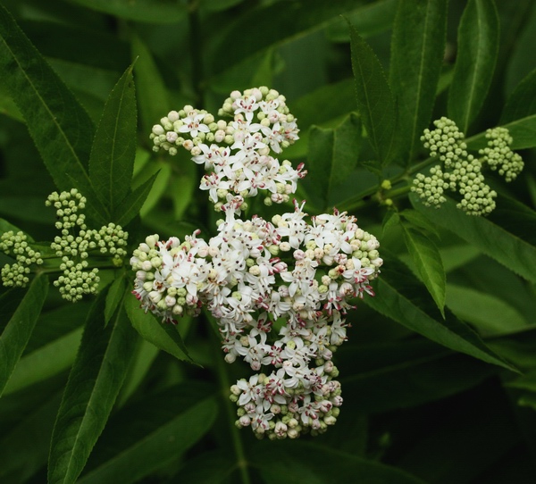 Sambucus ebulus