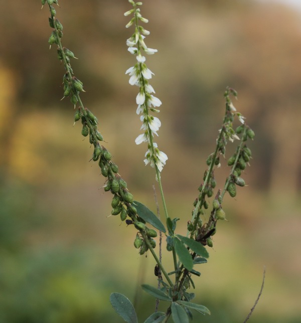 Trigonella alba (=Melilotus albus) / Meliloto bianco