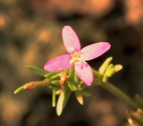 Centaurium erythraea a fiori tetrameri