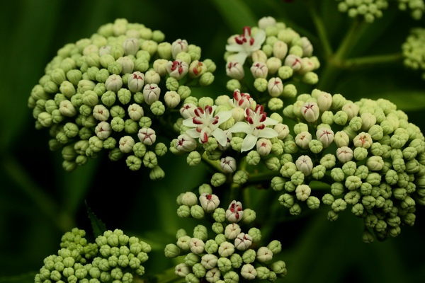 Sambucus ebulus