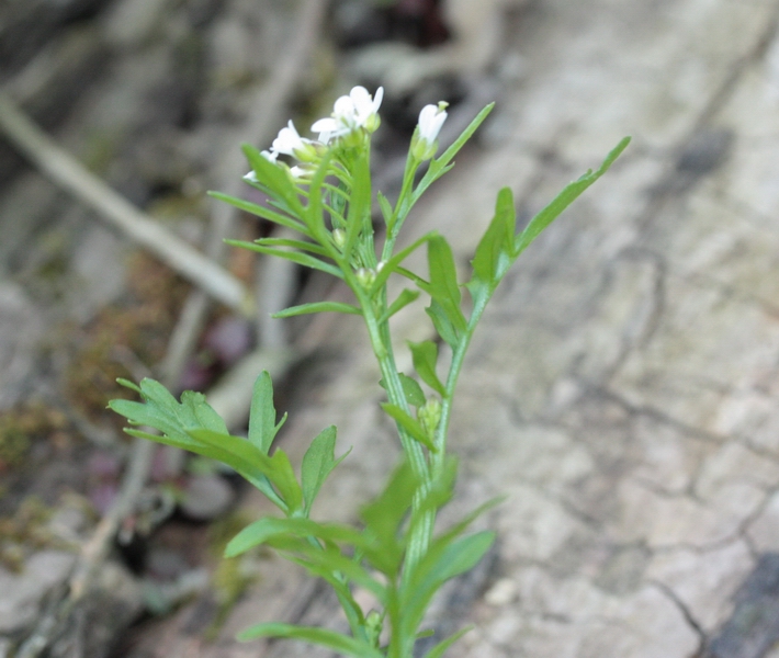 Cardamine hirsuta / Billeri primaticcio