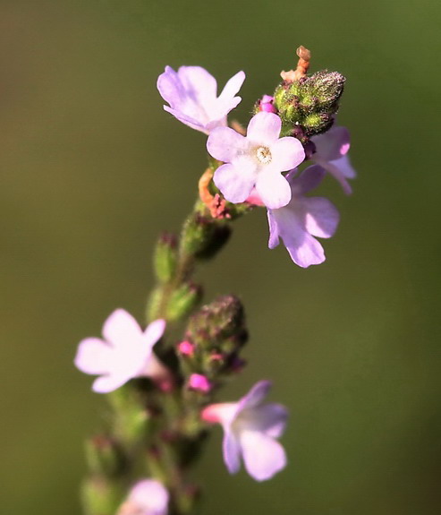 Verbena officinalis