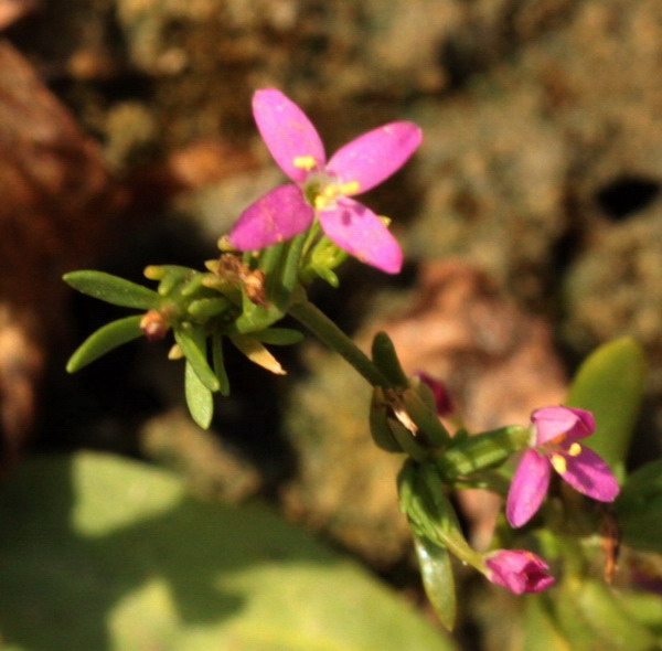 Centaurium erythraea a fiori tetrameri