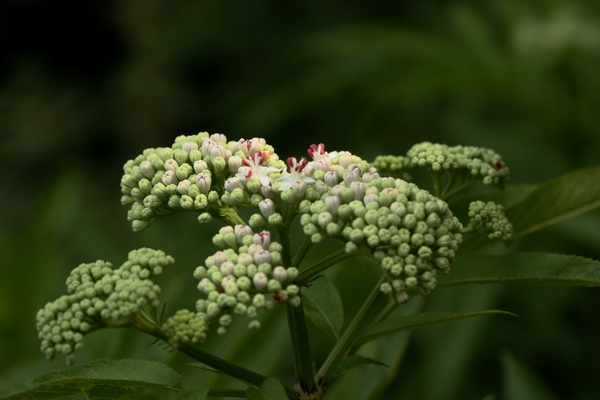 Sambucus ebulus