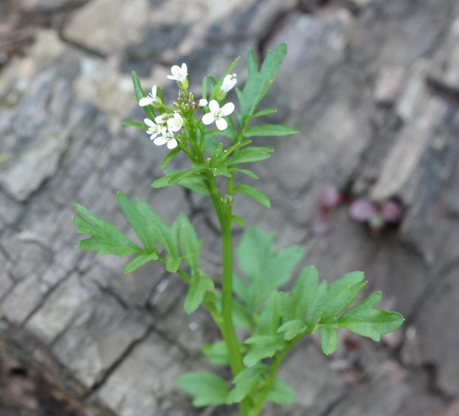 Cardamine hirsuta / Billeri primaticcio