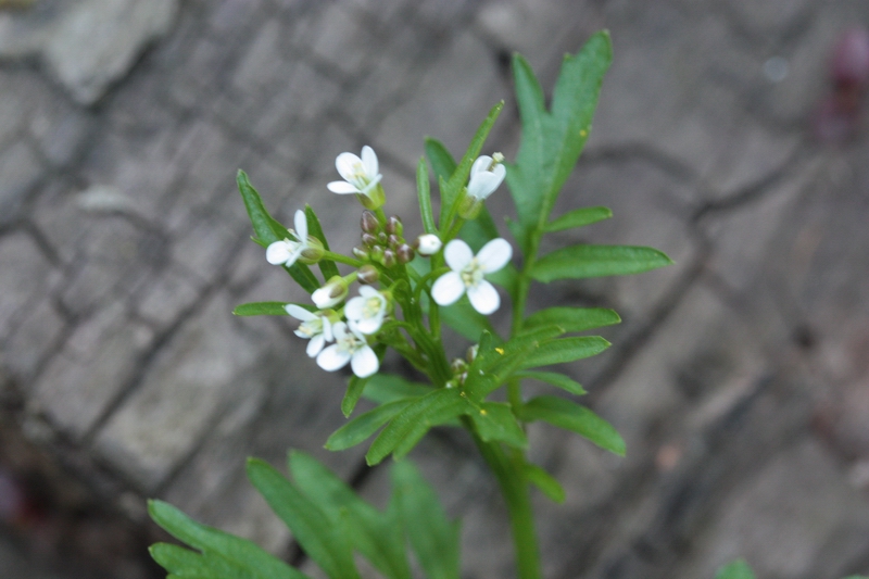 Cardamine hirsuta / Billeri primaticcio