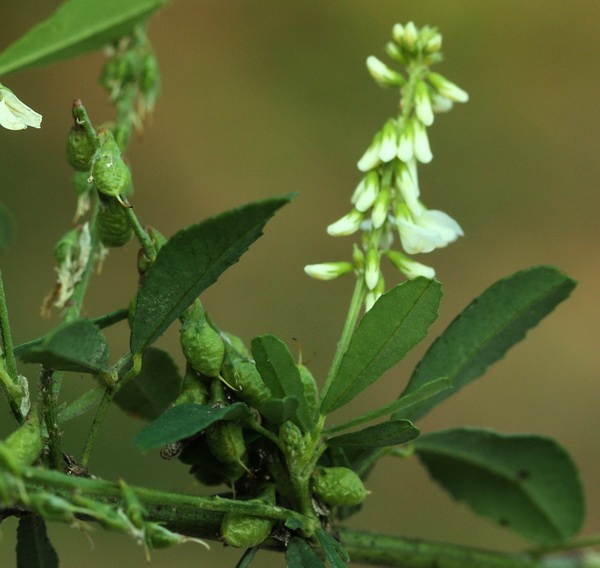 Trigonella alba (=Melilotus albus) / Meliloto bianco