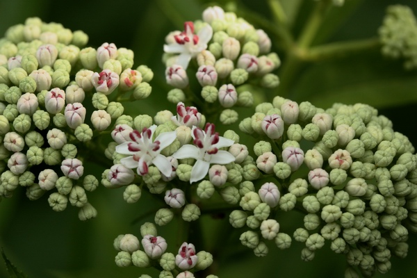 Sambucus ebulus