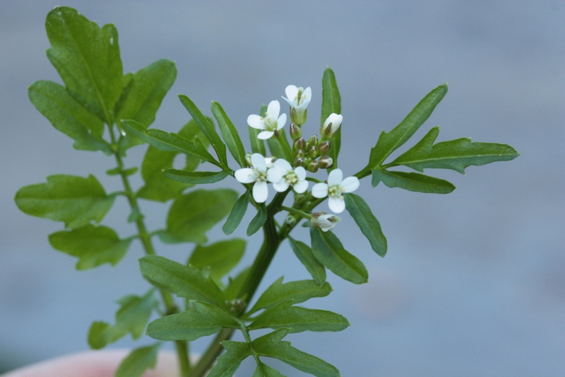 Cardamine hirsuta / Billeri primaticcio