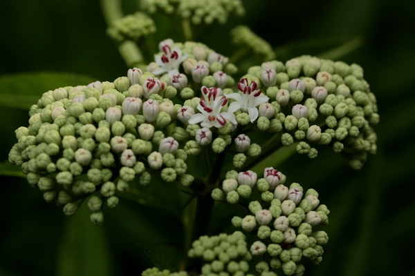 Sambucus ebulus