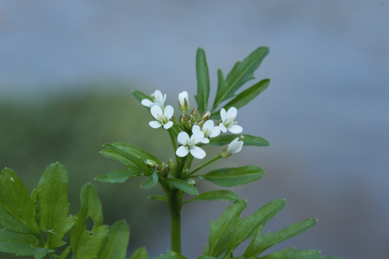 Cardamine hirsuta / Billeri primaticcio