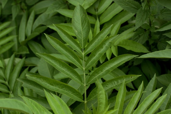 Sambucus ebulus