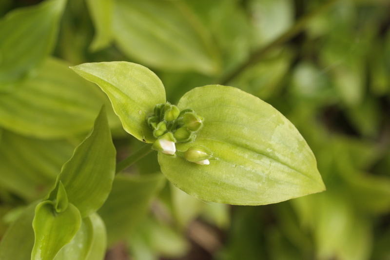 Tradescantia fluminensis / Tradescanzia sudamericana