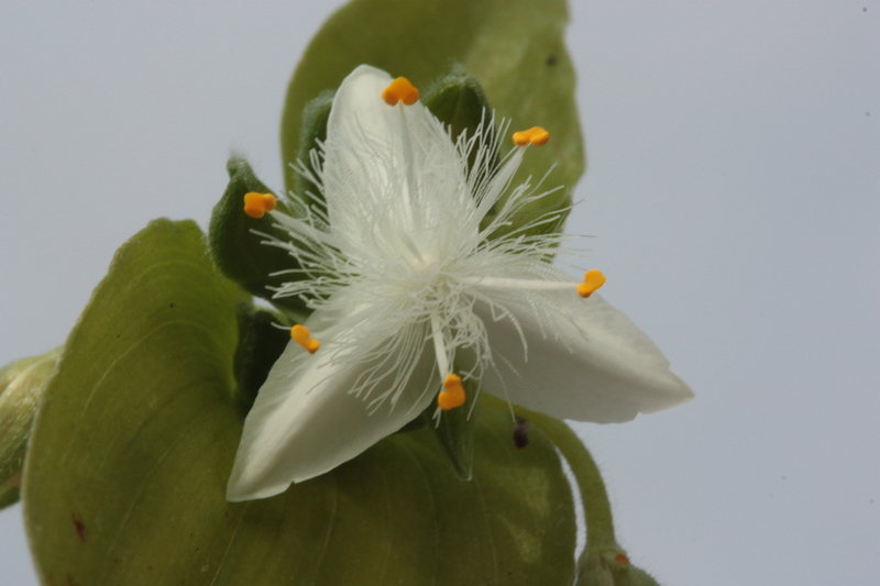 Tradescantia fluminensis / Tradescanzia sudamericana