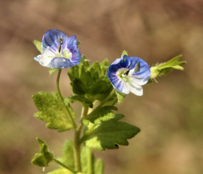 Veronica persica