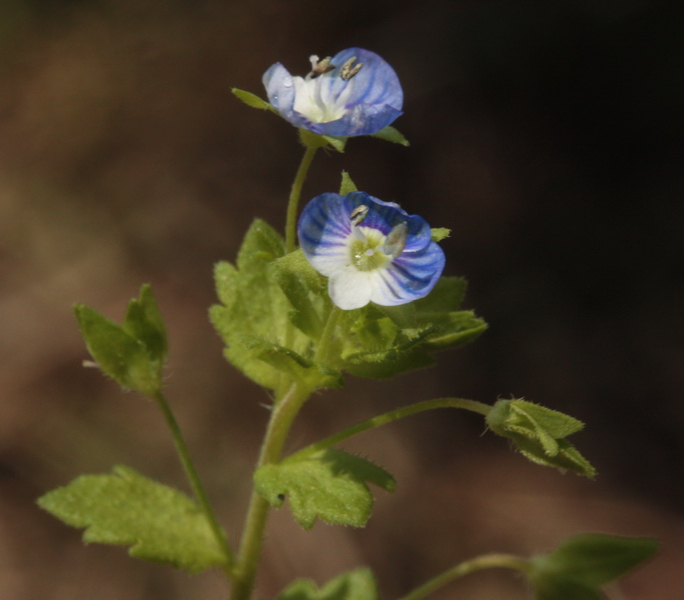 Veronica persica