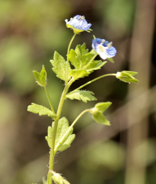 Veronica persica