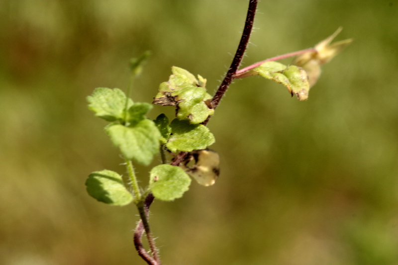 Veronica persica