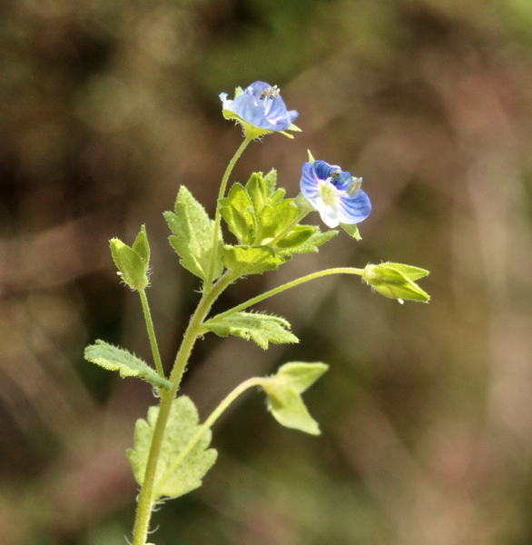 Veronica persica