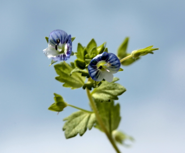 Veronica persica