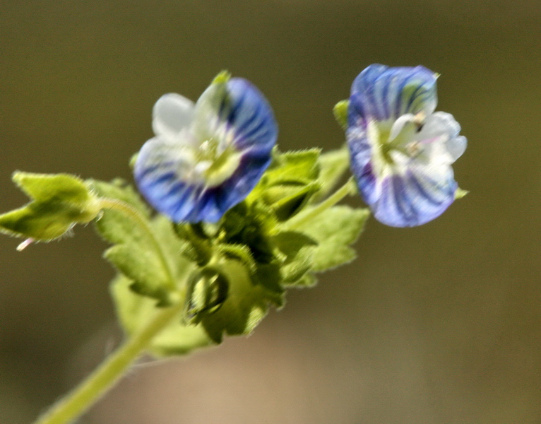 Veronica persica