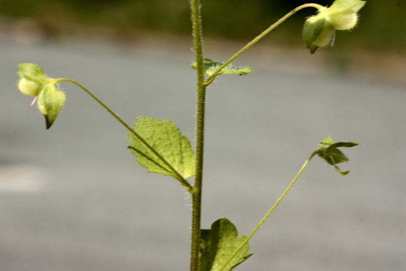 Veronica persica