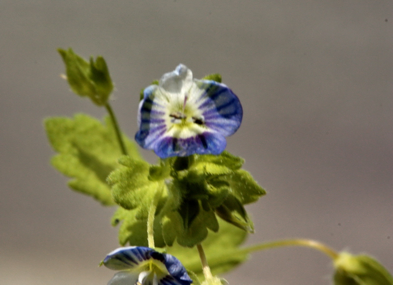 Veronica persica