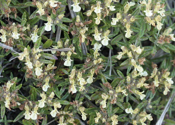 Teucrium montanum