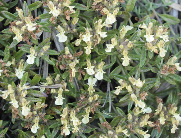 Teucrium montanum