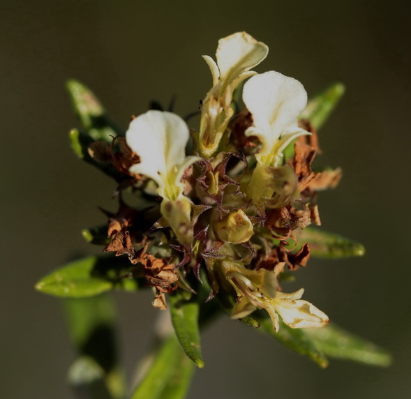 Teucrium montanum