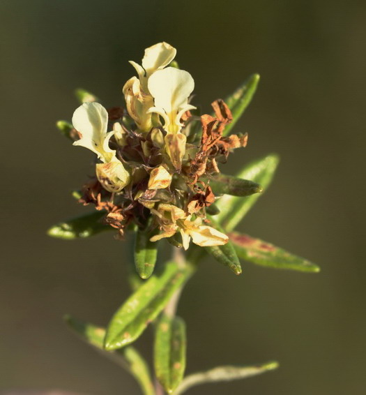 Teucrium montanum