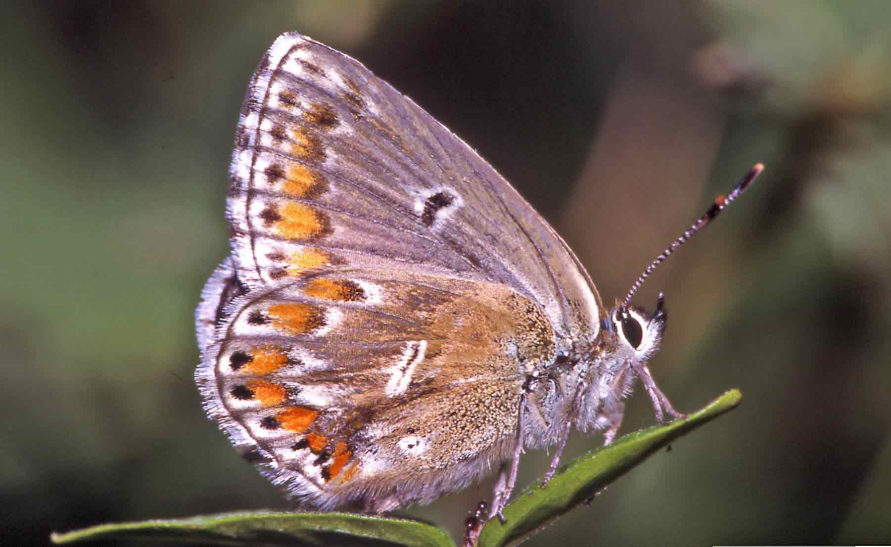 Polyommatus  bellargus