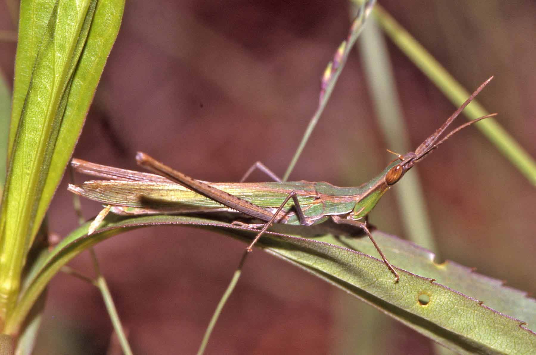 Acrida ungarica nel Ticino