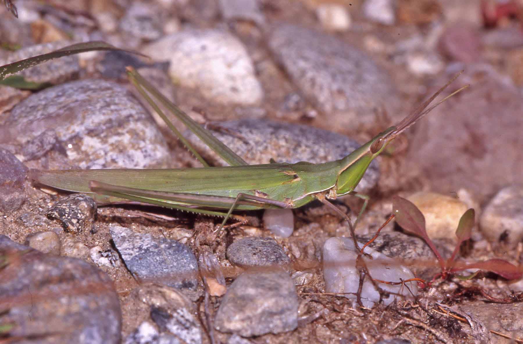 Acrida ungarica nel Ticino