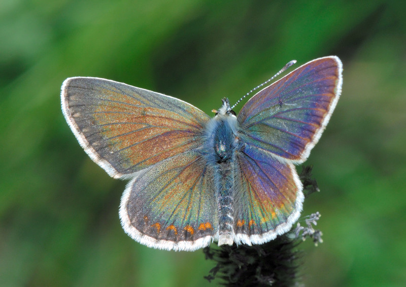 Aricia agrestis?