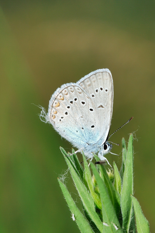 Polyommatuas amandus? No Polyommatus thersites