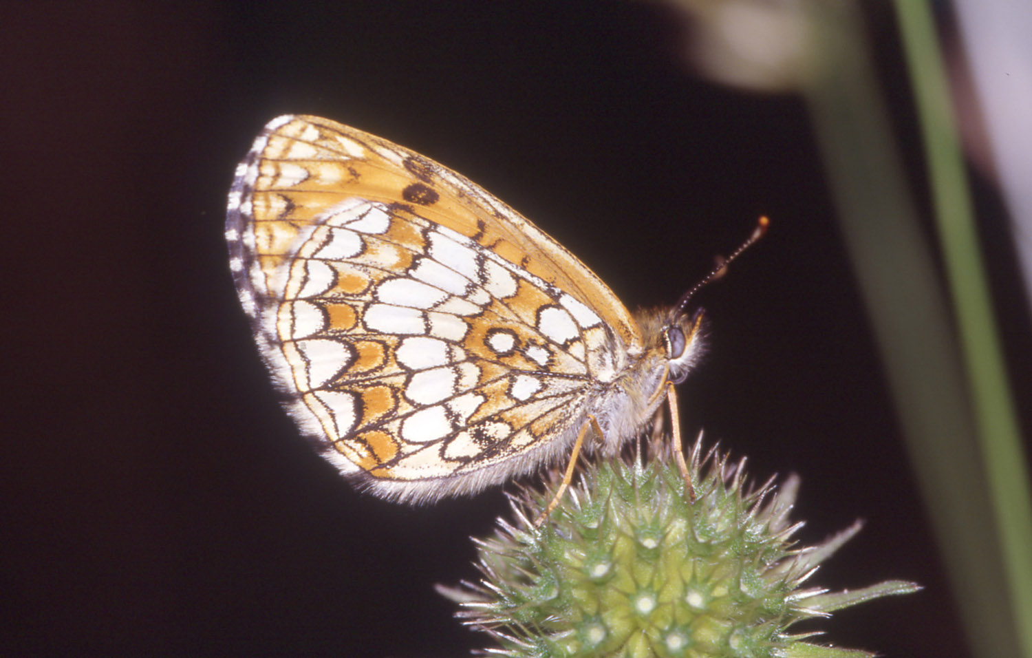 foto per libro farfalle elbane