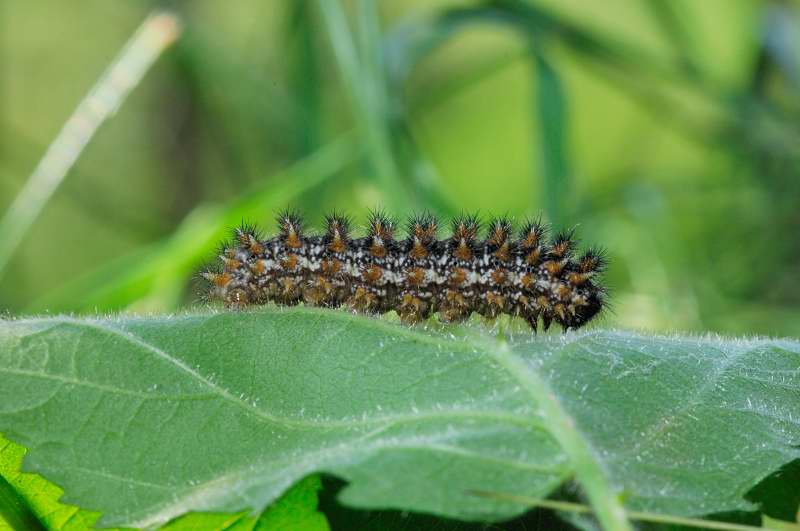 bruchi Argynnis adippe...forse