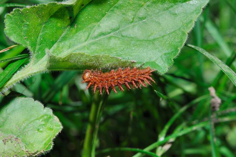 bruchi Argynnis adippe...forse